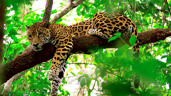 Jaguar Belize Zoo